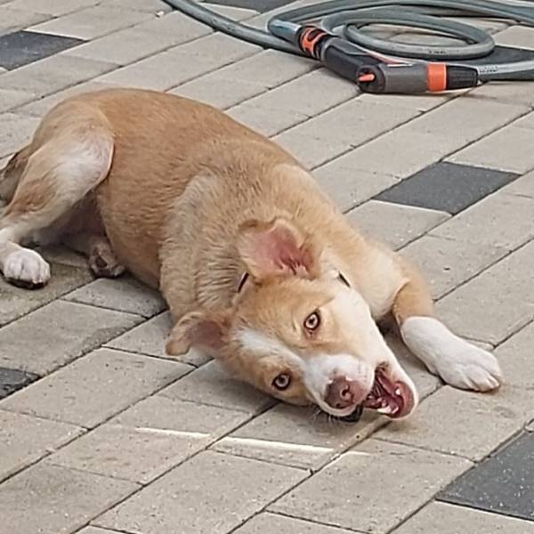 Animal
