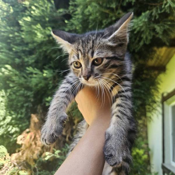 Animal