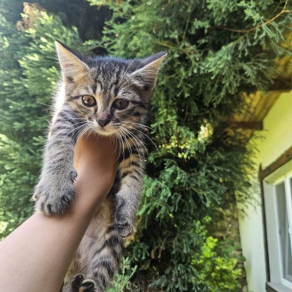 Animal