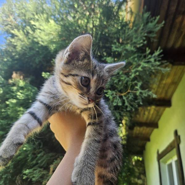 Animal